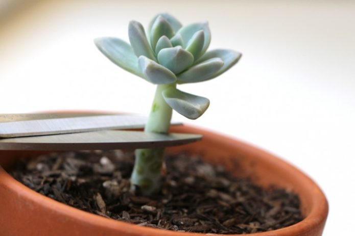 Soket Echeveria