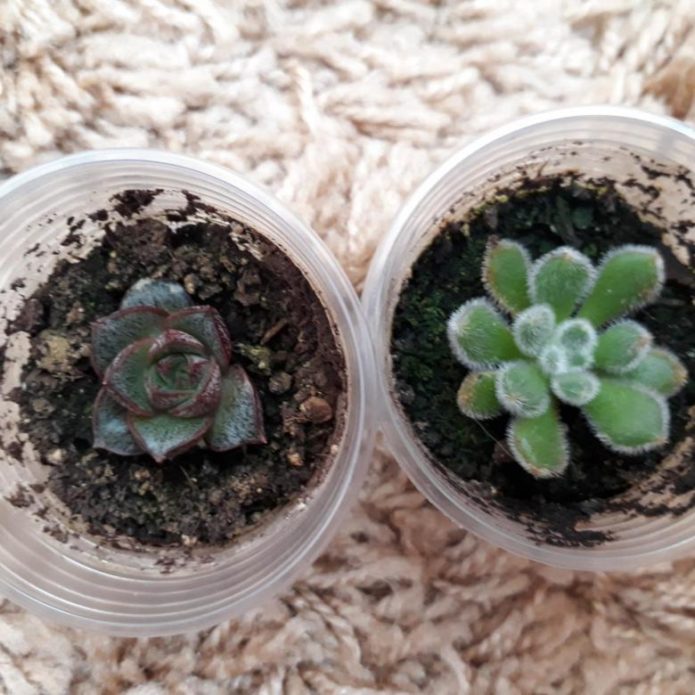 Succulents dalam periuk