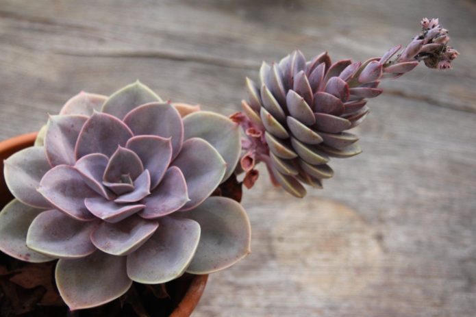 Echeveria dengan tembakan sampingan