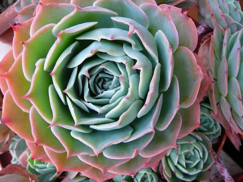 Echeveria: jenis dan ciri menanam batu mawar di rumah