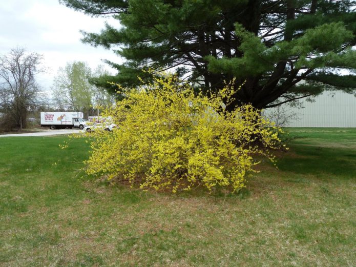 Menggantung forsythia