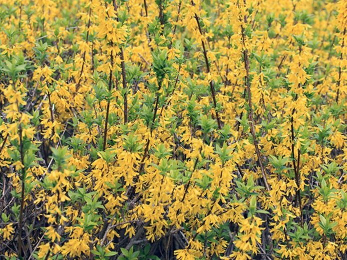 Forsythia hijau gelap