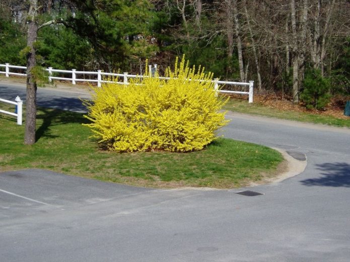 Forsythia Siebold