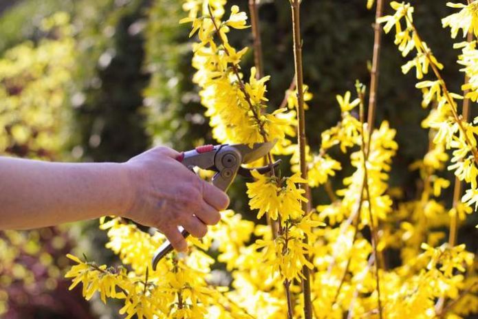 Pemangkasan forsythia di wilayah Moscow