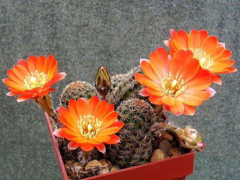 Rebutia cactus: walaupun seorang pemula dapat mengatasi