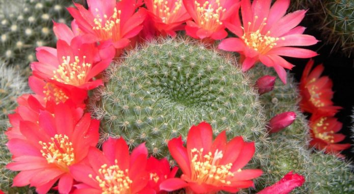 Rebutia kecil