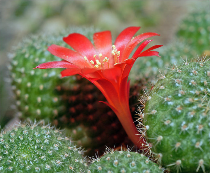 Rebutia Senile