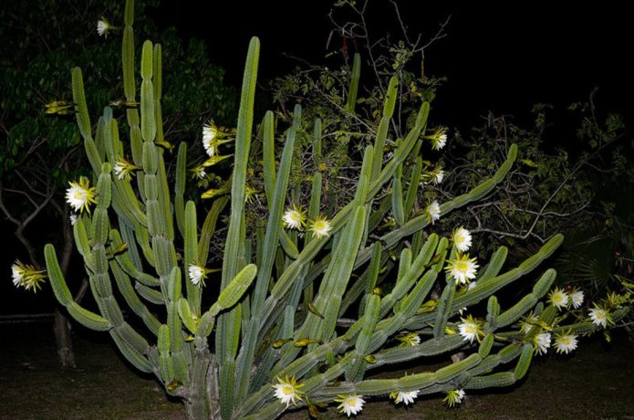 Cereus Yamakaru