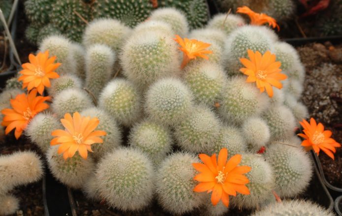 Rebutia kaktus dengan bunga oren