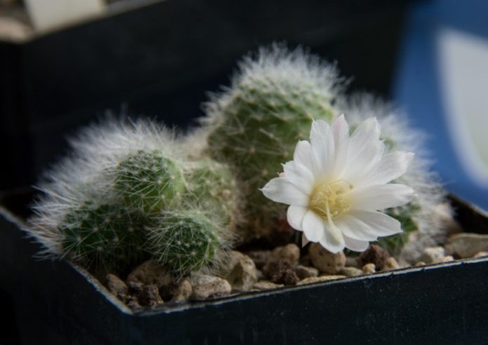 Rebutia dengan bunga putih