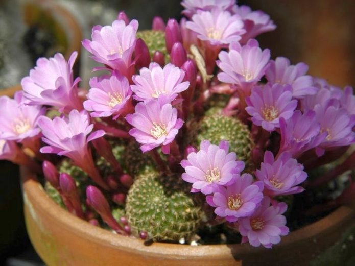 Rebutia dengan bunga ungu