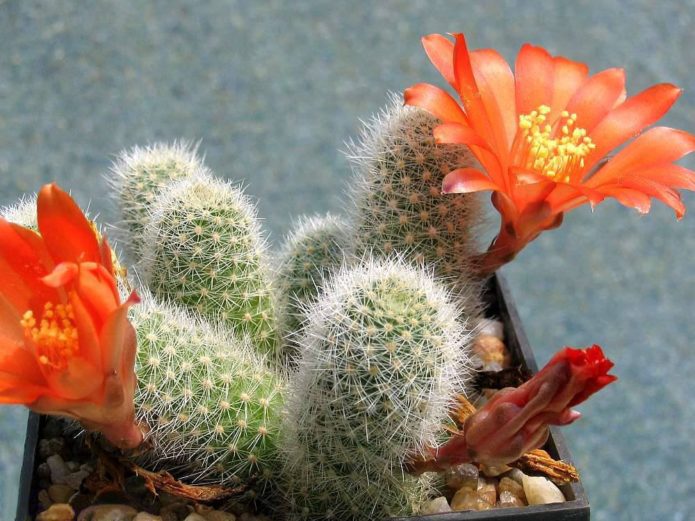 Rebutia dengan bunga oren