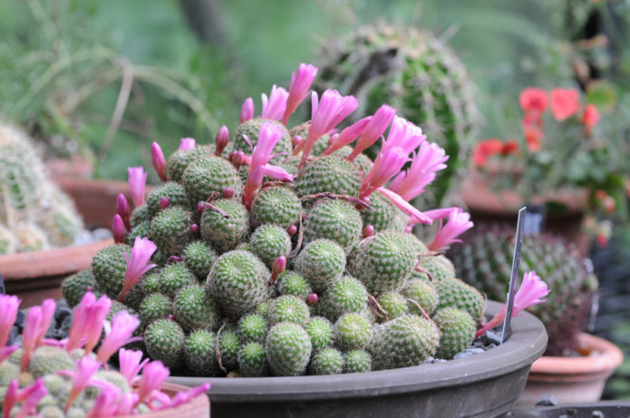 Rebutia kaktus dengan bunga merah jambu