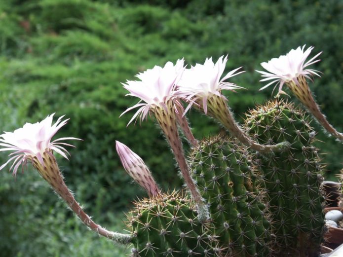 Echinopsis Sharp atau Oksigona