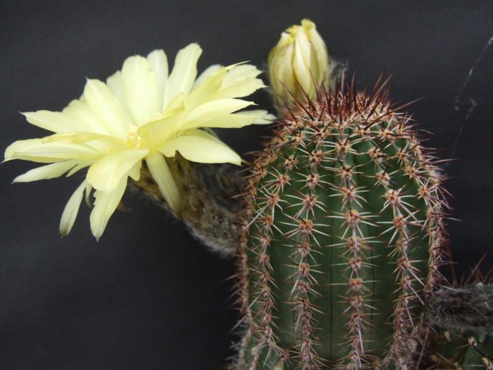 Echinopsis Oksigona