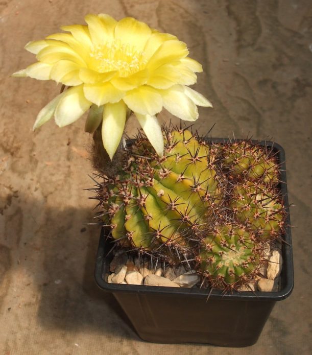 Echinopsis Emas