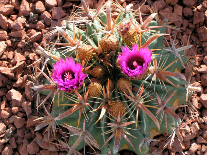 Ferocactus latispinus berdebar luas