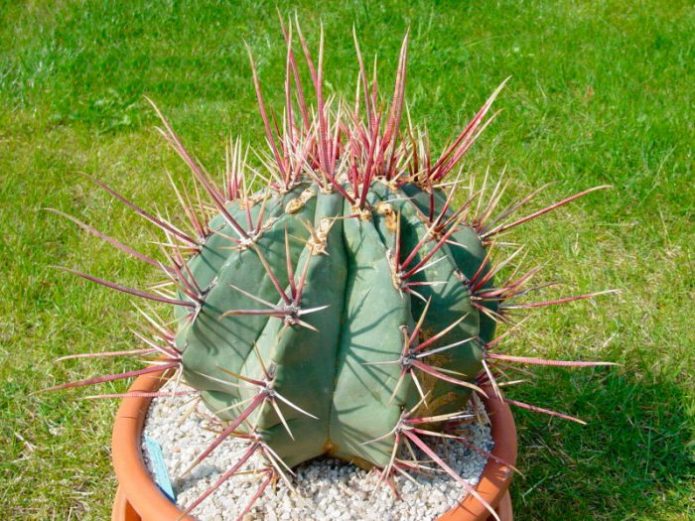 Ferocactus rectilinear