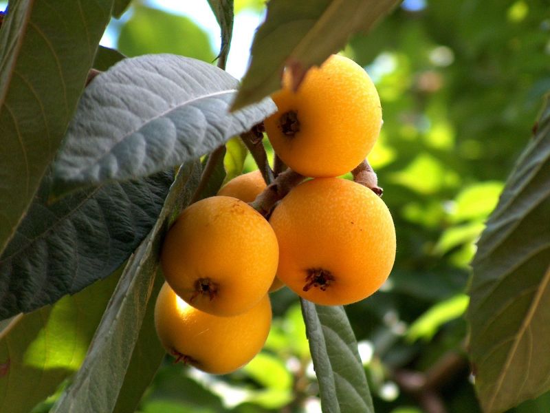 Medlar Jepun: makanan menarik di taman anda