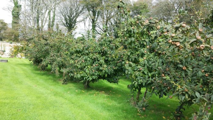 Medlar dalam reka bentuk landskap