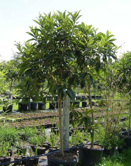 Medlar dalam reka bentuk landskap