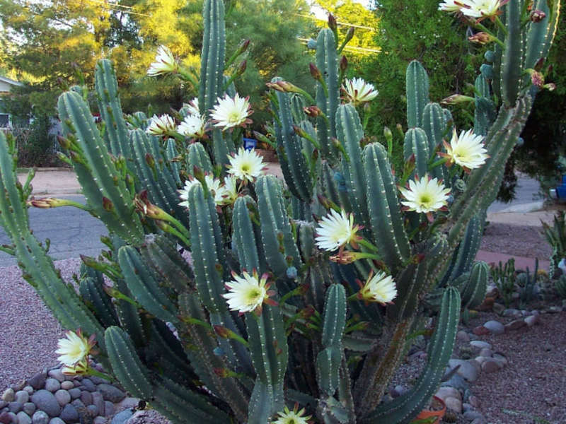 Cereus Menarik - Penanaman dan Penjagaan di Rumah