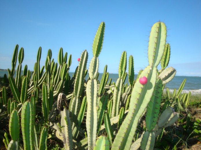 Cereus kaktus secara semula jadi