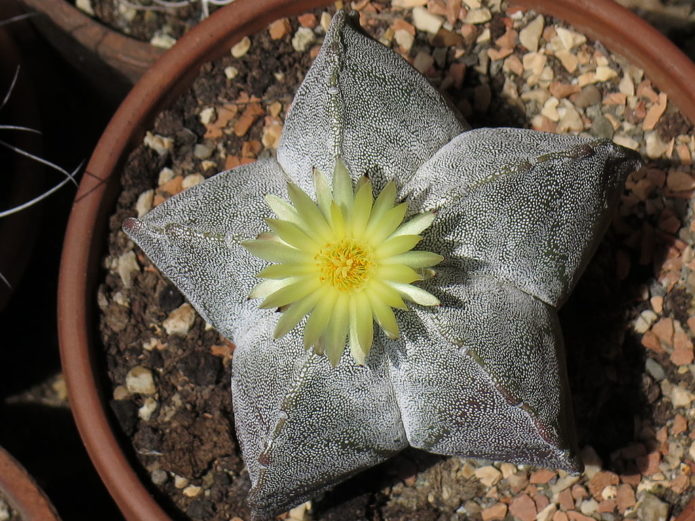 Astrophytum seribu spesifikasi myriostigma