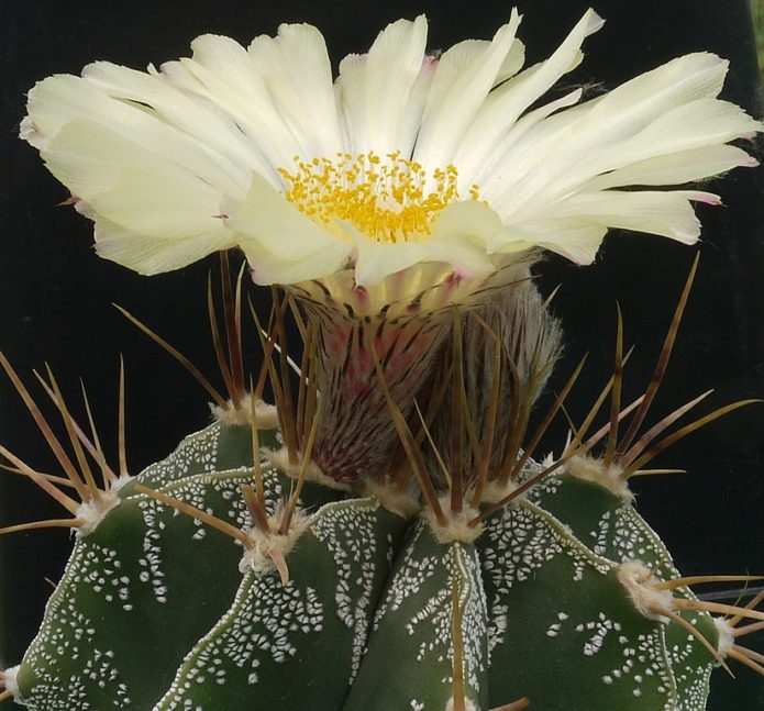 Astrophytum yang dihiasi ornatum