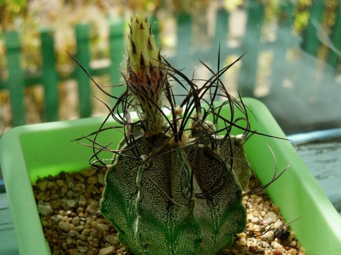 Astrophytum capricorn capricorn