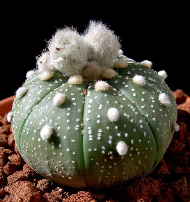 Asteria bintang Astrophytum