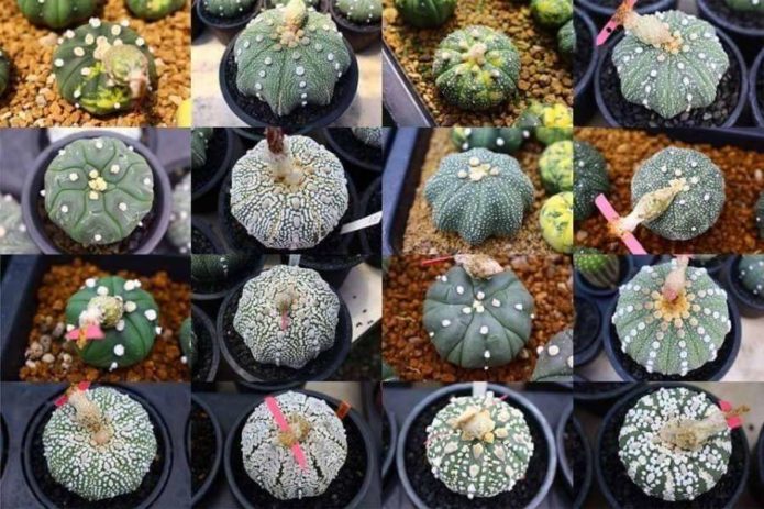 Campuran Astrophytum