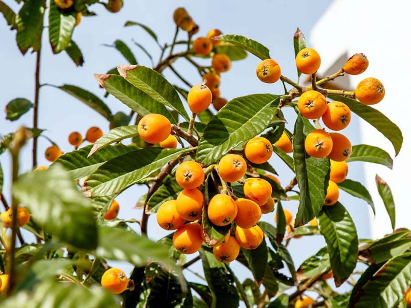 Medlar: tetamu luar negara yang cerah atau buah yang biasa di kebun kita?