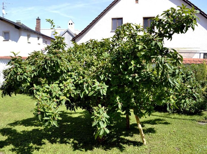 Pokok medlar dengan mahkota yang tersebar