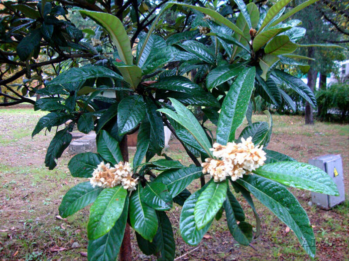 Medlar berbunga