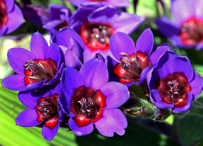 Babiana merah-biru