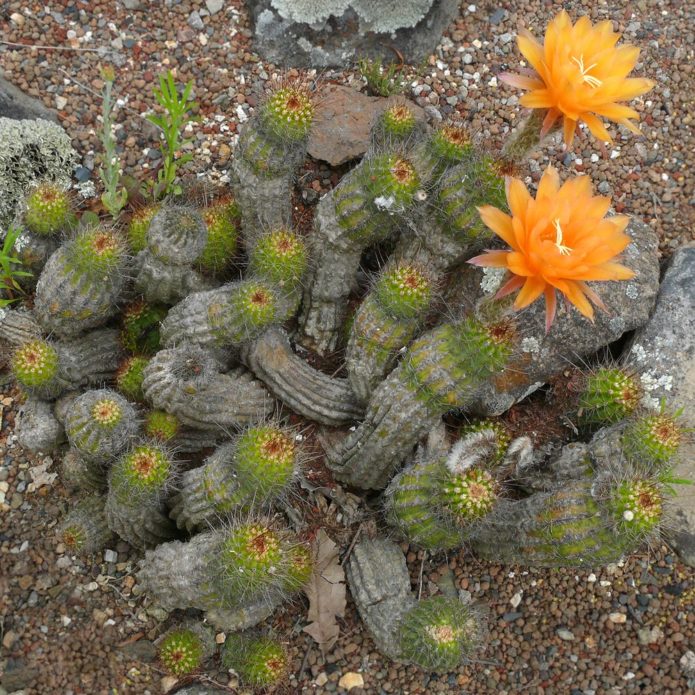 Echinopsis Huasha