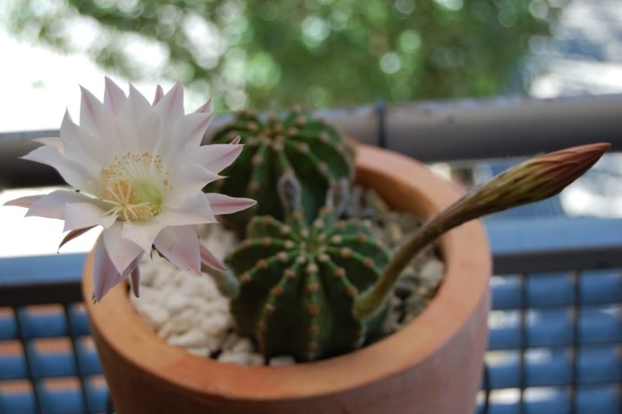 Echinopsis yang mekar