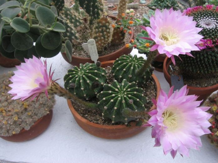 Echinopsis berwarna merah jambu mekar