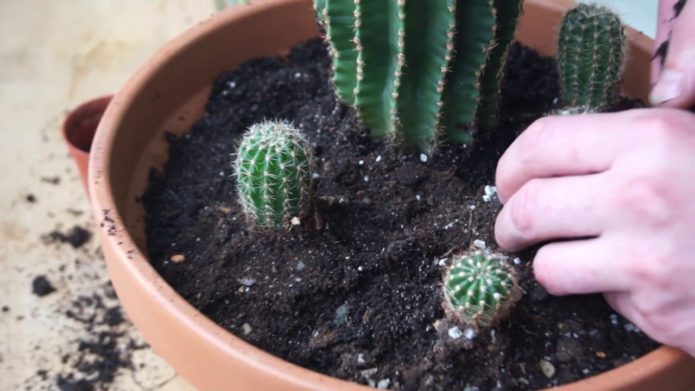 Pemindahan Echinopsis