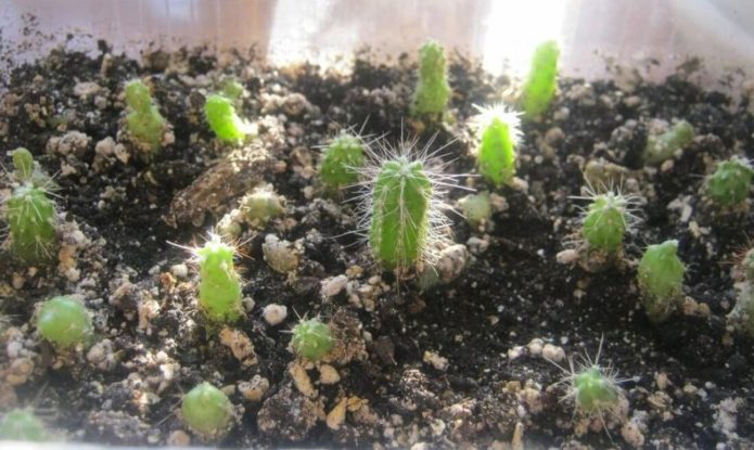 Bayi Echinopsis dalam periuk