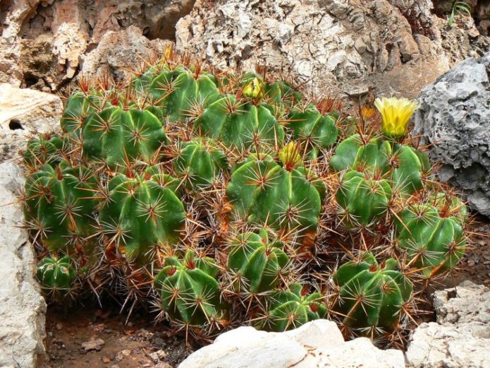 Ferocactus di alam semula jadi