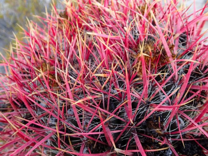 Ferocactus merah jambu