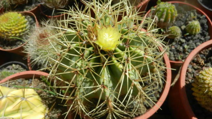 Ferocactus kuning