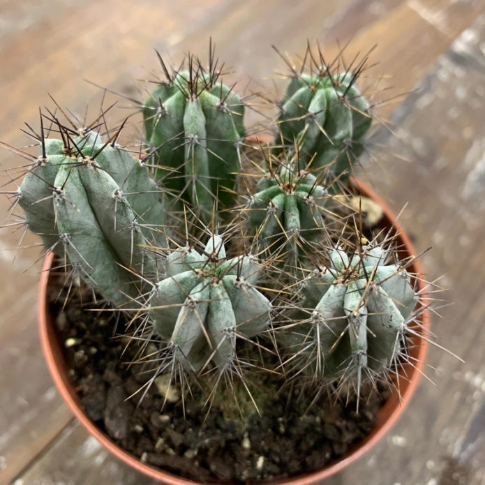 Bayi Ferocactus