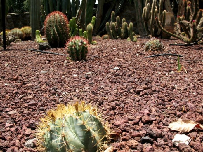 Astrophytum Ornatum secara semula jadi