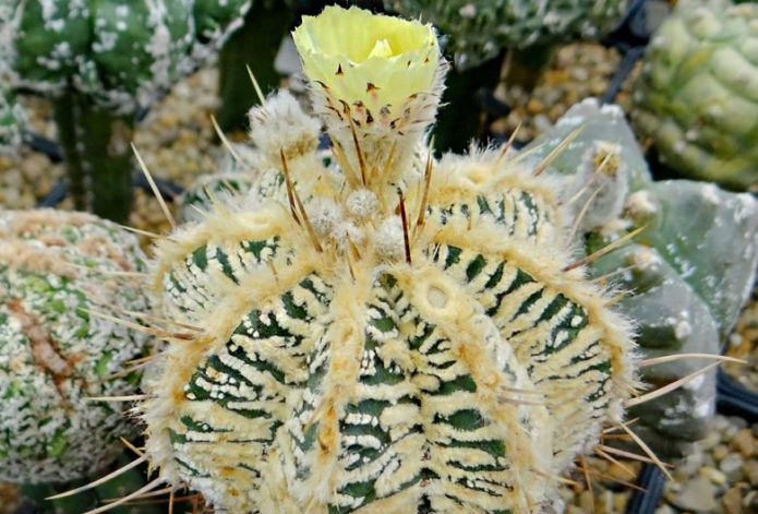 Astrophytum shaggy mekar kuning