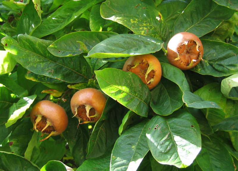 Medlar Kaukasia Jerman