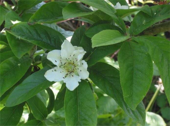 Pembungaan Kaukasia Medlar