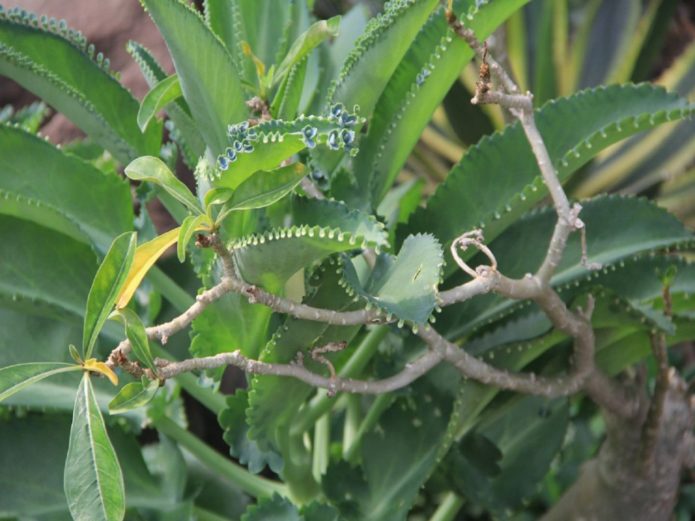 Bryophyllum menyepit